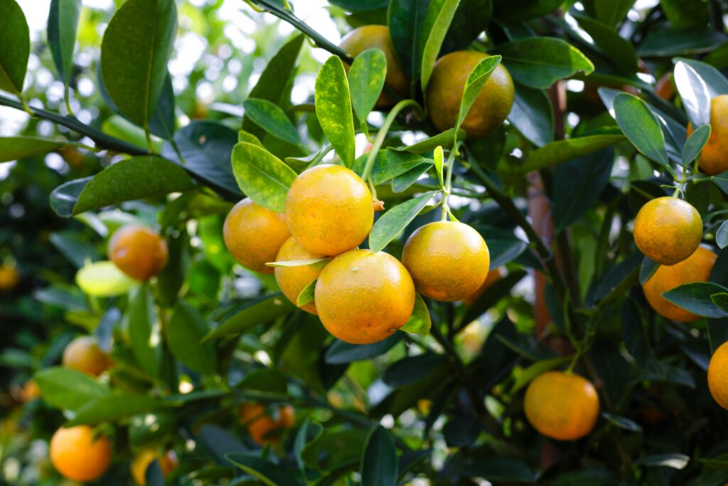 pexels-photo-2135677-2135677 Vibrant oranges on a citrus tree showcasing fresh, healthy produce outdoors.